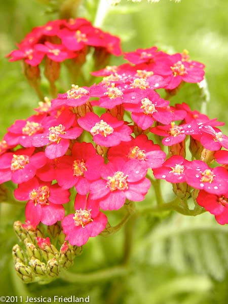 <i>Achillea</i> &lsquo;Paprika&rsquo;