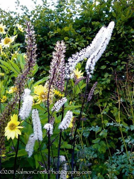 Actaea simplex &lsquo;Atropurpurea&rsquo;