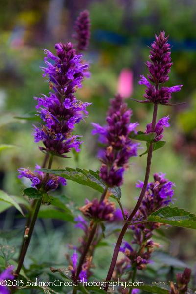 Agastache &lsquo;Purple Haze&rsquo;