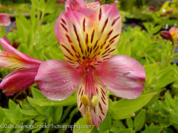 <i>Alstroemeria</i> &lsquo;Dusty Rose&rsquo;