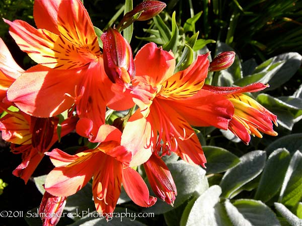 <i>Alstroemeria</i> &lsquo;Princess Victoria&rsquo;