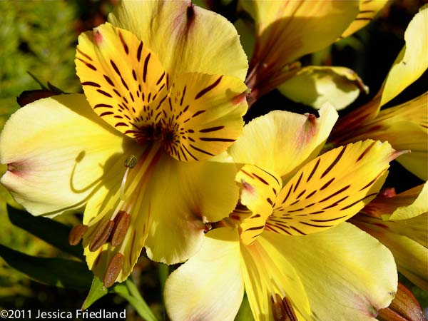 <i>Alstroemeria violacea</i> &lsquo;Yellow Friendship&rsquo;