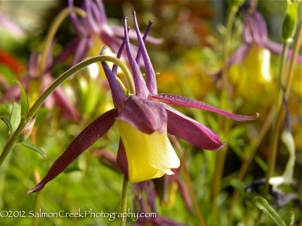 Aquilegia buergeriana &lsquo;Calimero&rsquo;