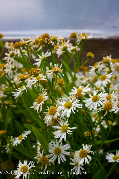 Boltonia asteroides &lsquo;Snowbank&rsquo;
