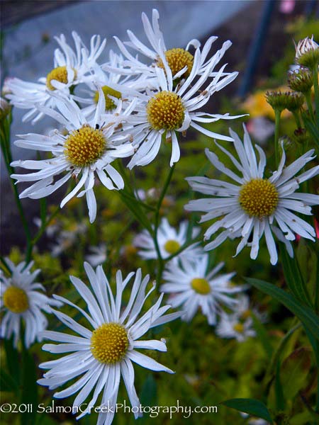 Boltonia asteroides &lsquo;Snowbank&rsquo;