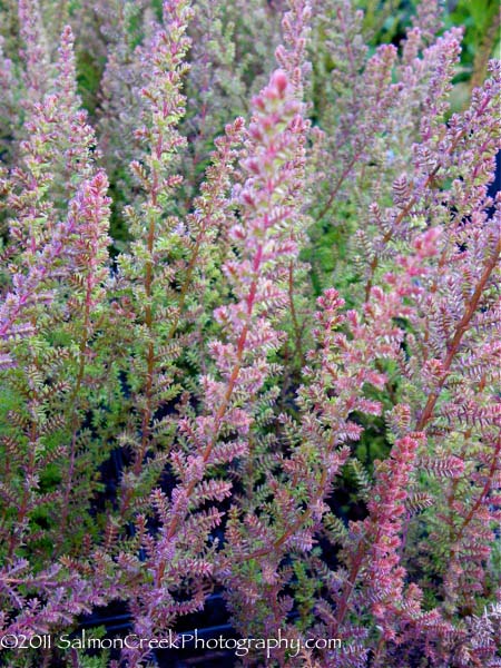 Calluna vulgaris &lsquo;Firefly&rsquo;