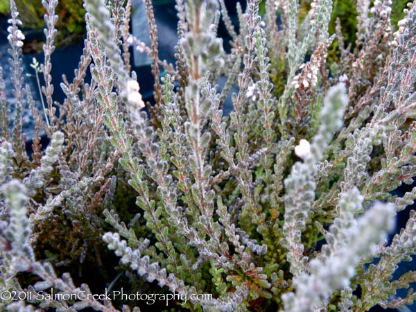 Calluna vulgaris &lsquo;Silver Knight&rsquo;