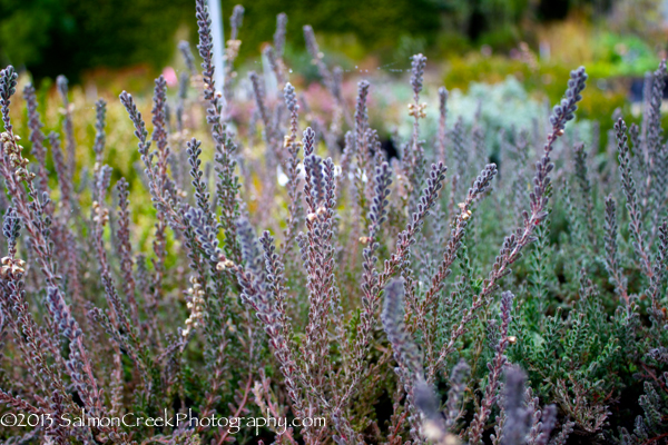 Calluna vulgaris &lsquo;Silver Knight&rsquo;