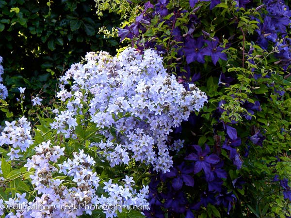 <i>Campanula lactiflora</i> &lsquo;Prichards Variety&rsquo;