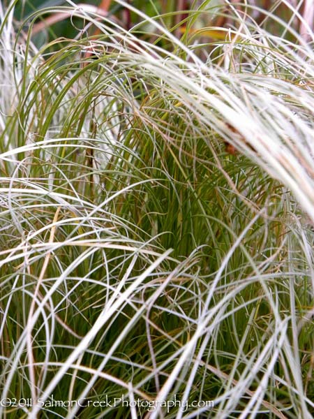 Carex albula &lsquo;Frosted Curls&rsquo;