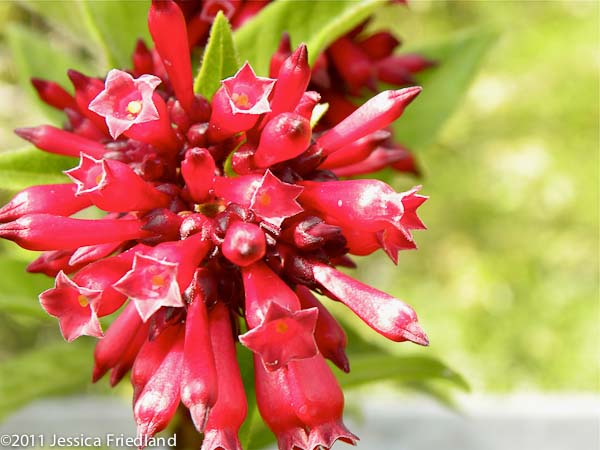 Cestrum &lsquo;Newellii&rsquo;