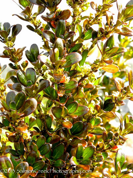 Coprosma &lsquo;Roy’s Red&rsquo;