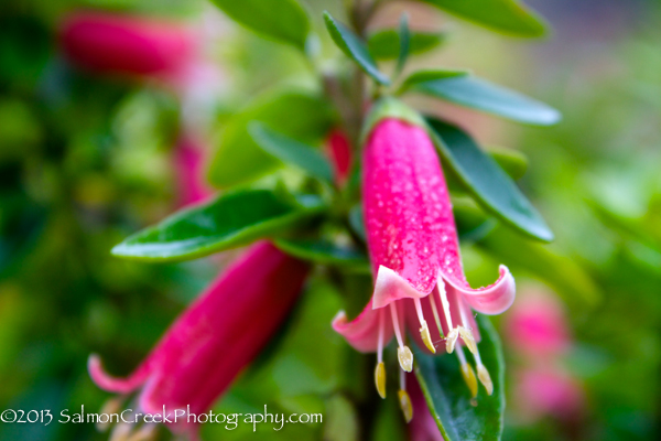 Correa &lsquo;Dusky Bells&rsquo;