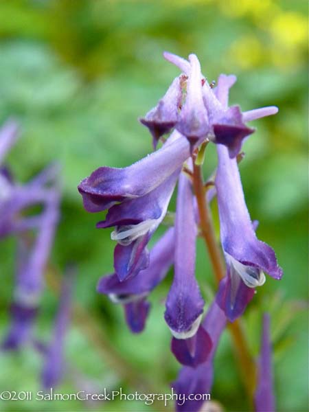 Corydalis &lsquo;Blackberry Wine&rsquo;