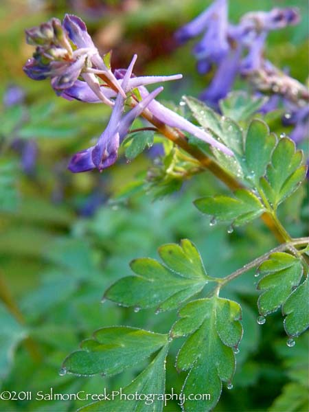 Corydalis &lsquo;Blackberry Wine&rsquo;