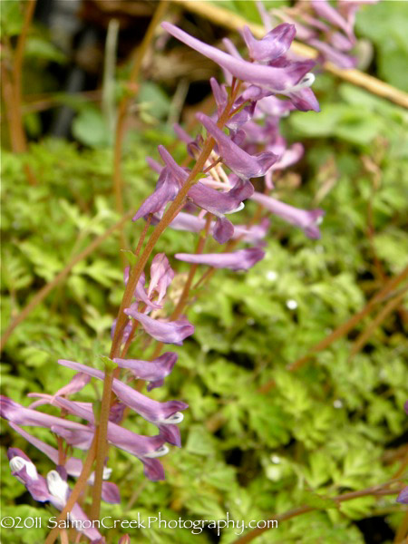 Corydalis &lsquo;Blackberry Wine&rsquo;