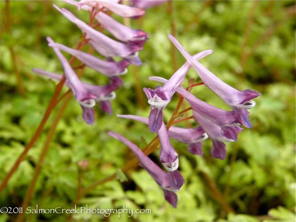 Corydalis &lsquo;Blackberry Wine&rsquo;