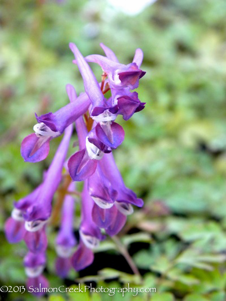 Corydalis &lsquo;Blackberry Wine&rsquo;