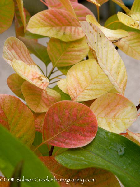Cotinus &lsquo;Golden Spirit&rsquo;