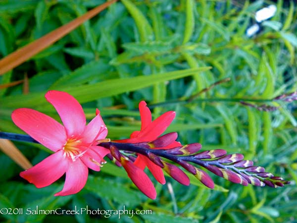 Crocosmia &lsquo;Little Redhead&rsquo;