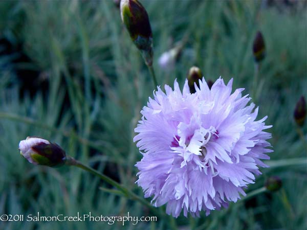 Dianthus &lsquo;Gloriosa&rsquo;