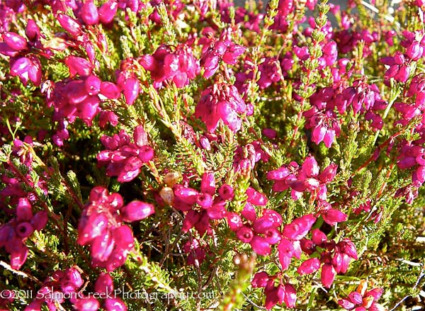 Erica cinerea &lsquo;C. D. Eason&rsquo;