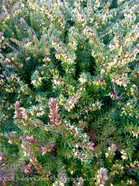 Erica darleyensis &lsquo;Kramer�s Red&rsquo;