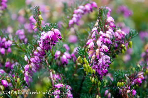 <i>Erica</i> x <i>darleyensis</i> &lsquo;Kramer�s Red&rsquo;