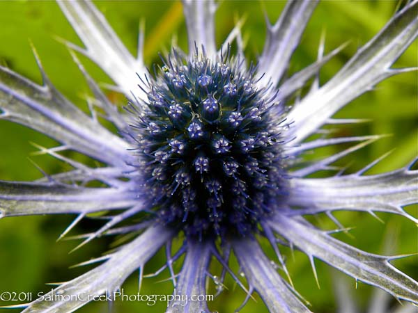Eryngium &lsquo;Sapphire Blue&rsquo;