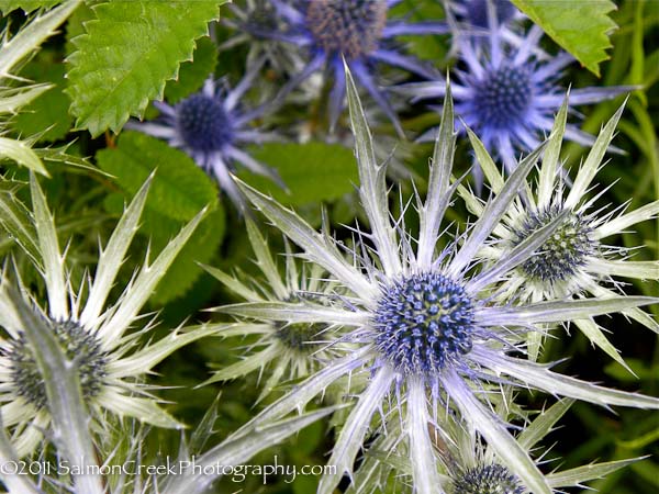 Eryngium &lsquo;Sapphire Blue&rsquo;