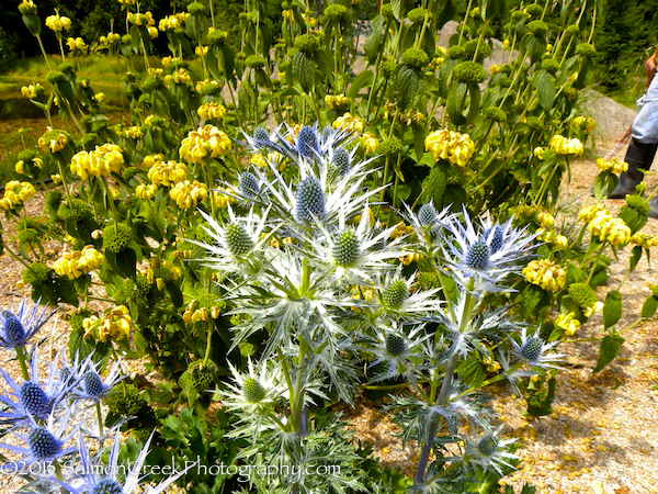Eryngium &lsquo;Sapphire Blue&rsquo;
