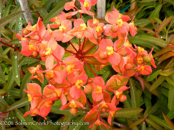 <i>Euphorbia griffithii</i> &lsquo;Great Dixter&rsquo;