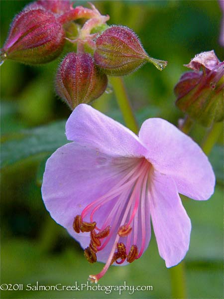 Geranium macrorrhizum &lsquo;Ingwersen�s Variety&rsquo;