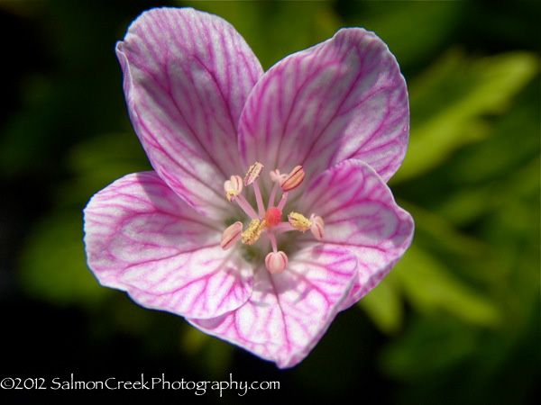 Geranium &lsquo;Melinda&rsquo;