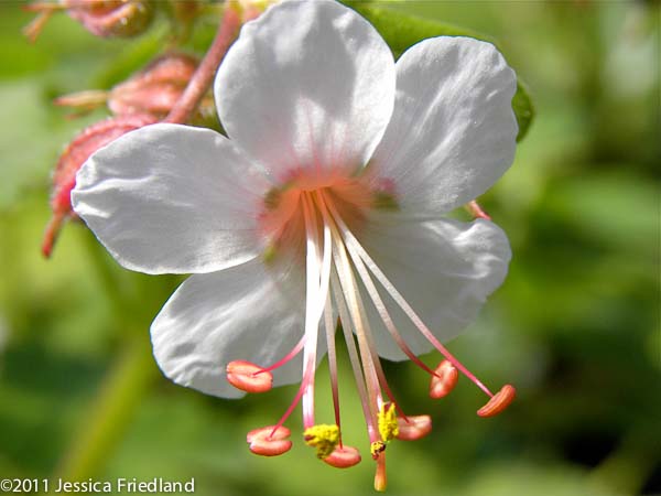 Geranium macrorrhizum &lsquo;Spessart&rsquo;