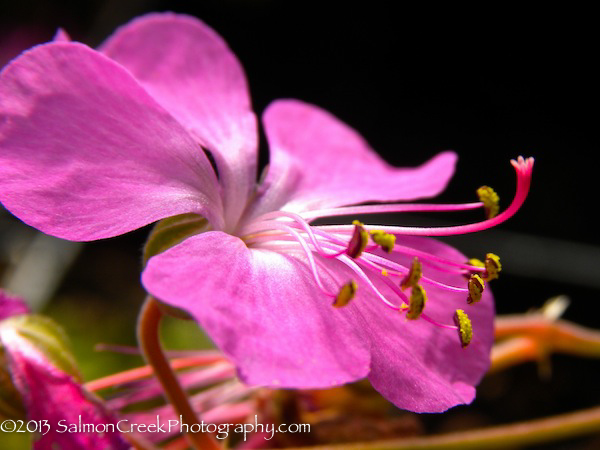 Geranium x cantabrigiense &lsquo;Westray&rsquo;