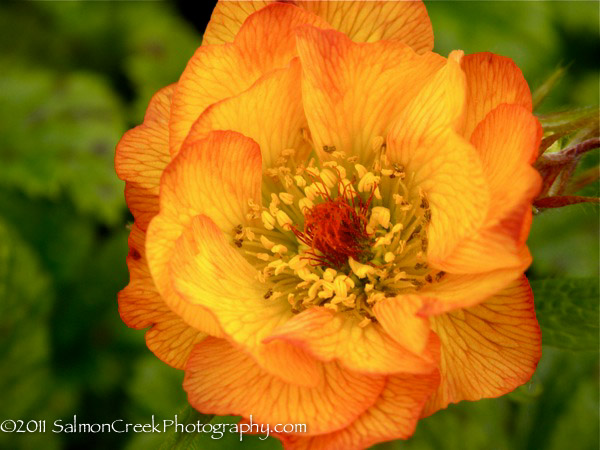 Geum &lsquo;Mango Lassi&rsquo;