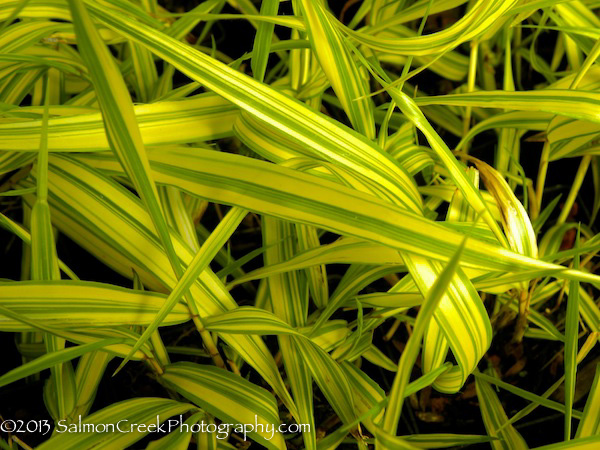 <i>Hakonechloa macra</i> &lsquo;Aureola&rsquo;