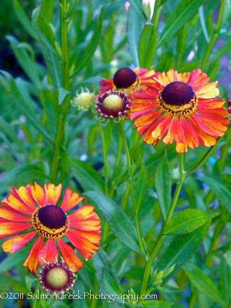 Helenium &lsquo;Flammendes K&auml;thchen&rsquo;