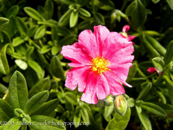 <i>Helianthemum</i> &lsquo;Belgravia Rose&rsquo;