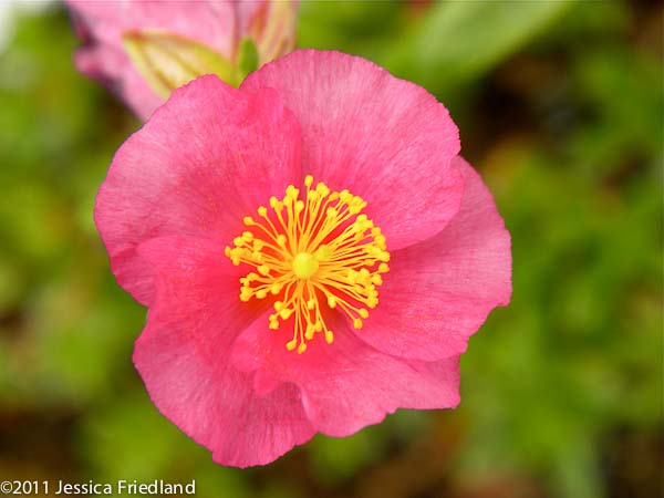Helianthemum &lsquo;Dazzler&rsquo;