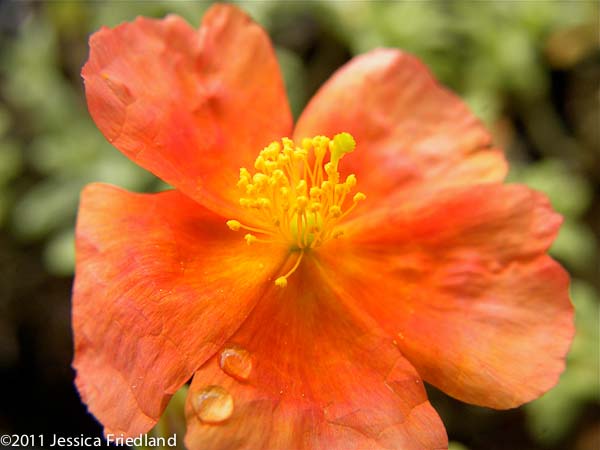 Helianthemum &lsquo;Fire Dragon&rsquo;