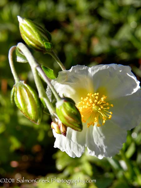 Helianthemum ‘St. Mary�s’