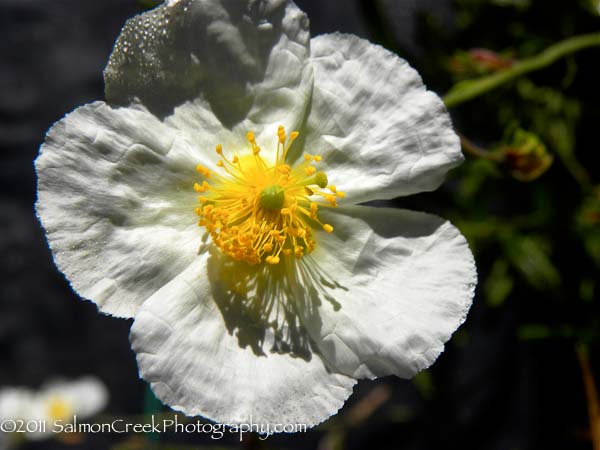 Helianthemum ‘St. Mary�s’