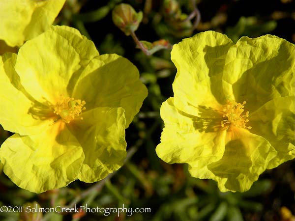 Helianthemum &lsquo;Wisley Primrose&rsquo;