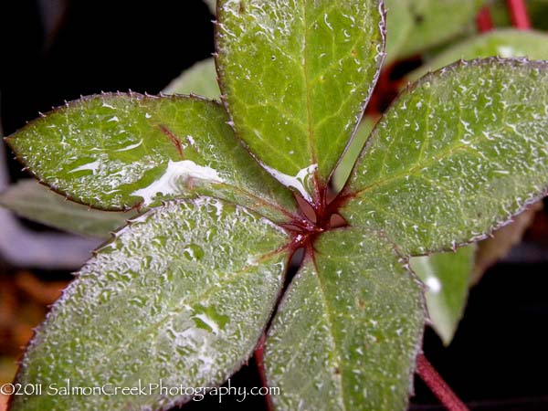 <i>Helleborus</i> x <i>ballardiae</i> &lsquo;HGC Pink Frost&rsquo;