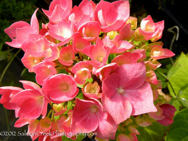 Hydrangea macrophylla &lsquo;Enziandom&rsquo;