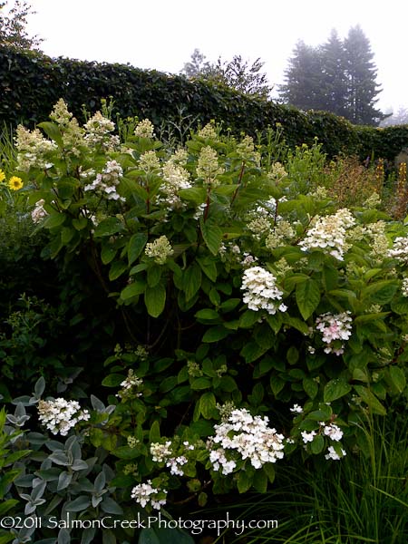 Hydrangea paniculata &lsquo;Unique&rsquo;