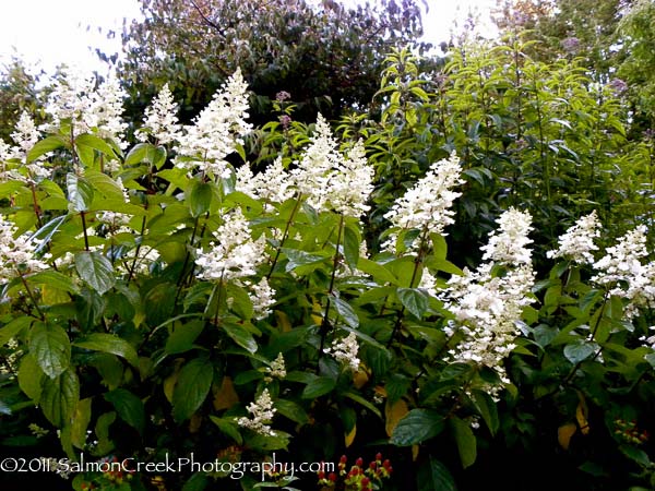 Hydrangea paniculata &lsquo;Unique&rsquo;