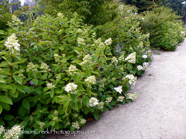 Hydrangea paniculata &lsquo;Unique&rsquo;